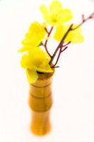 Liix Handlebar Vase Bamboo Yellow